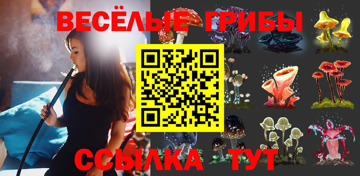 Галлюциногенные грибы Psilocybine cubensis Горно-Алтайск